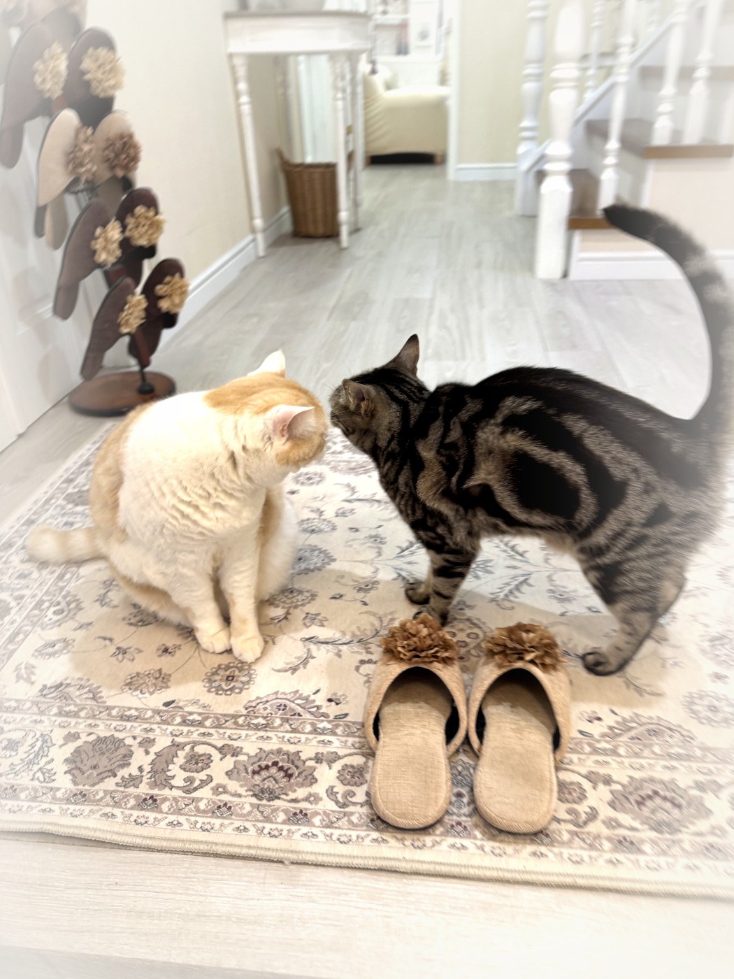 アンルークの猫たち（鼻タッチ）